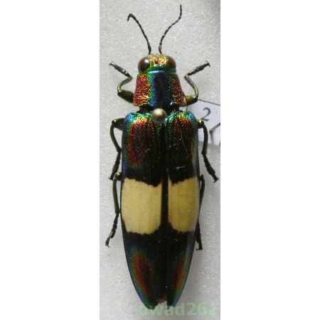 Chrysochroa ephippigera White, 1867 Thailand 32mm2